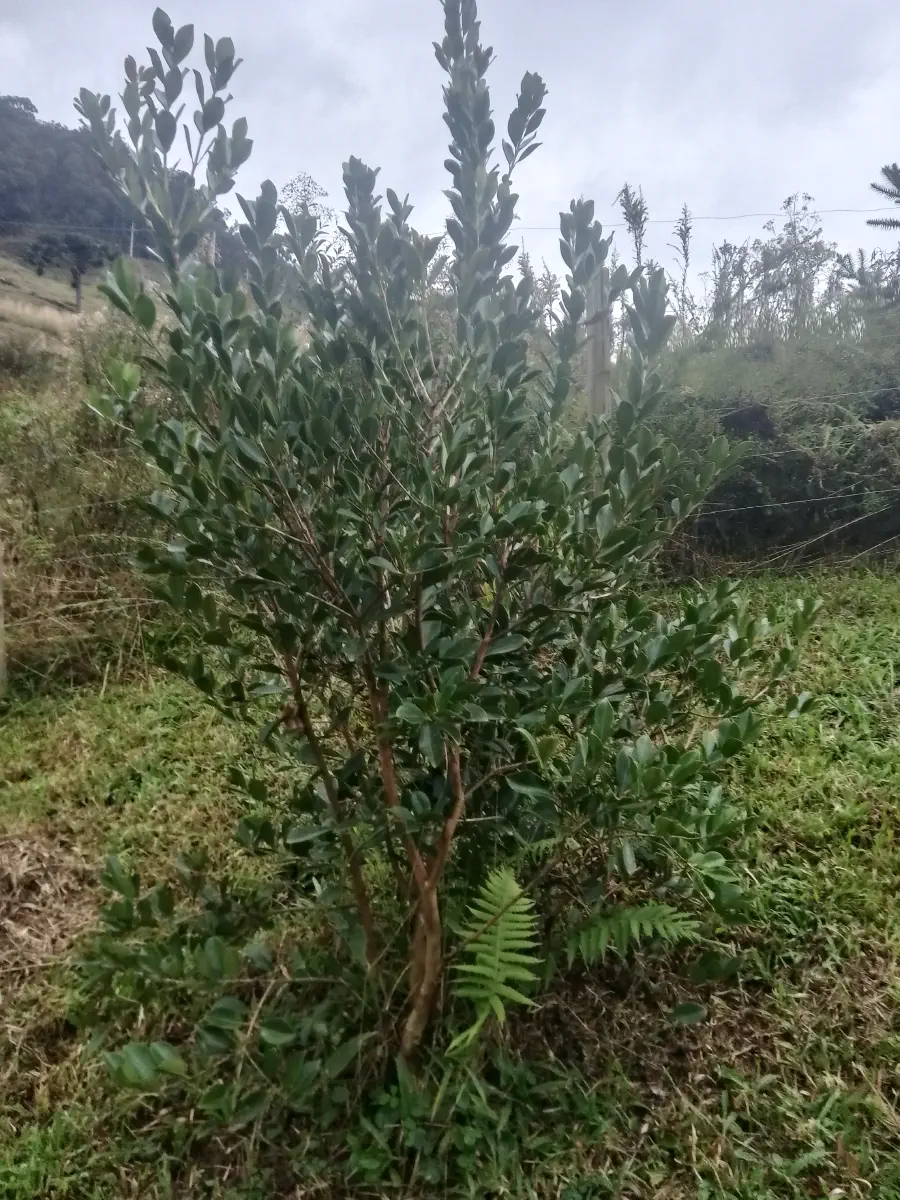 Araçá #1