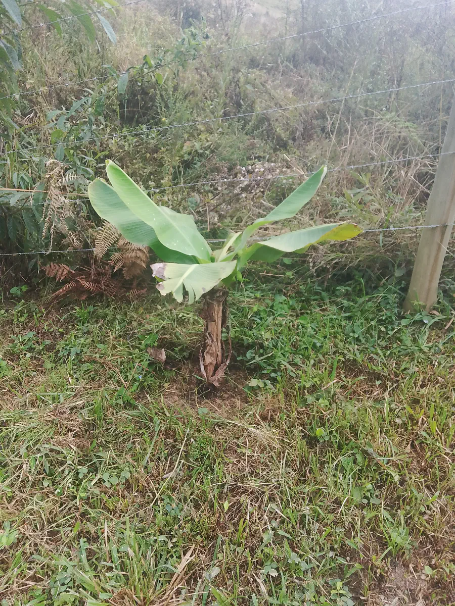 Banana #3